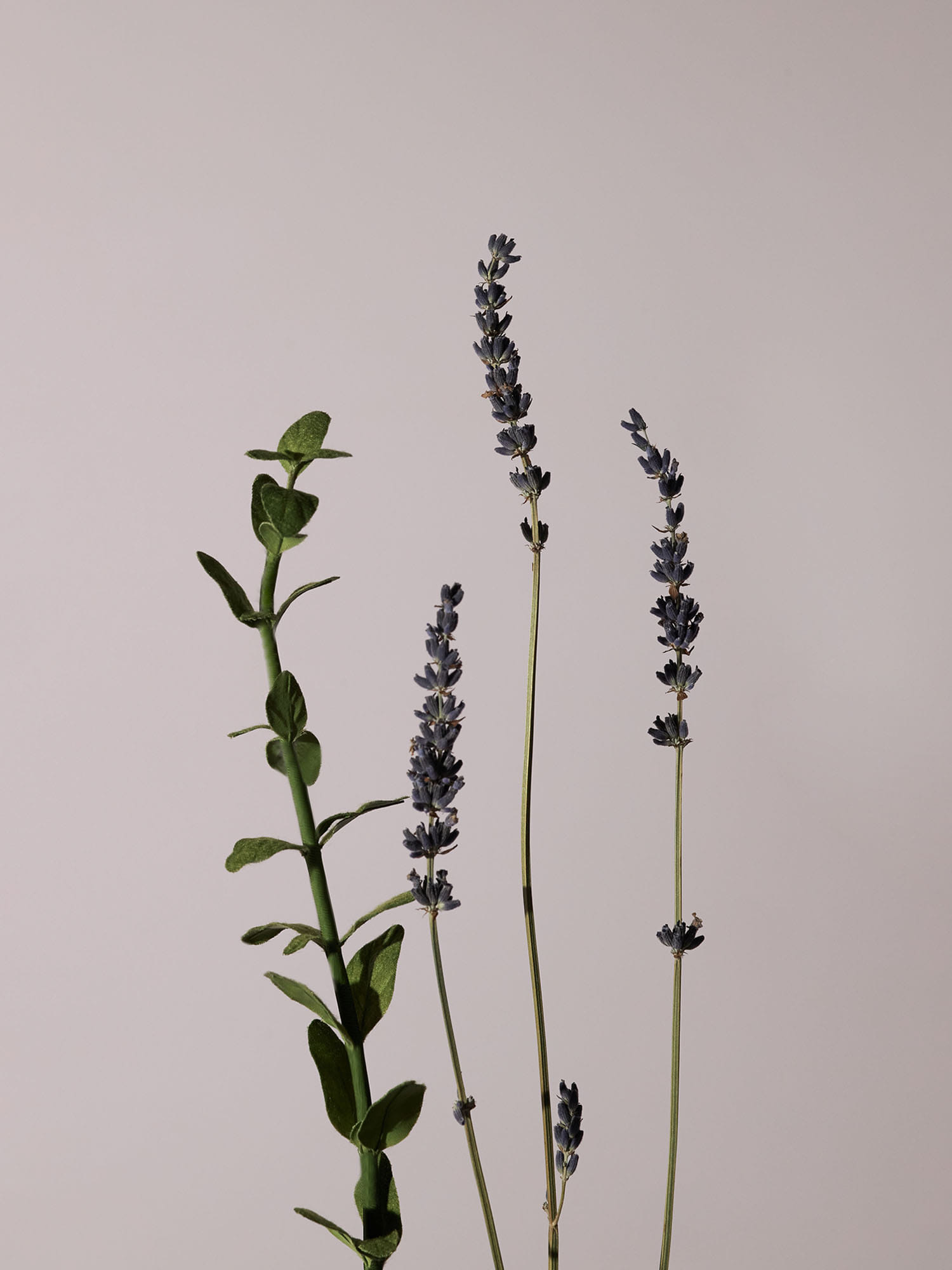 AROMATICA Serene Body Oil Lavender & Marjoram EXP